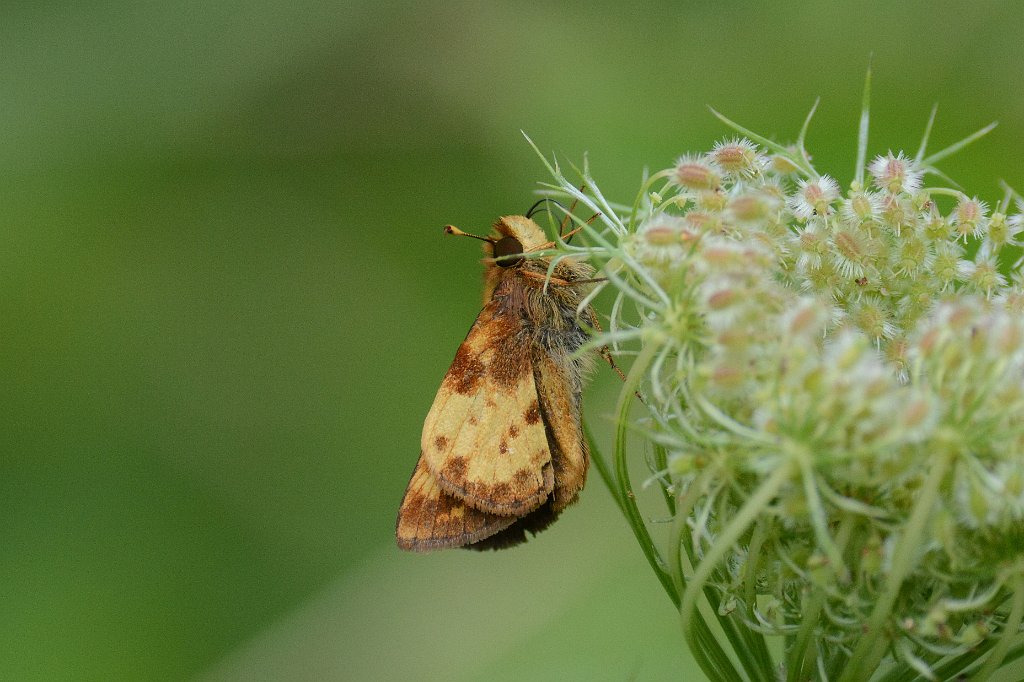 202 2013-08146170 Laughing Brook Wildlife Sanctuary, MA.JPG - Zabulon Skipper Butterfly (Poanes zabulon)(m). Laughing Brook Wildlife Sanctuary, Hampden, MA, 8-14-2013